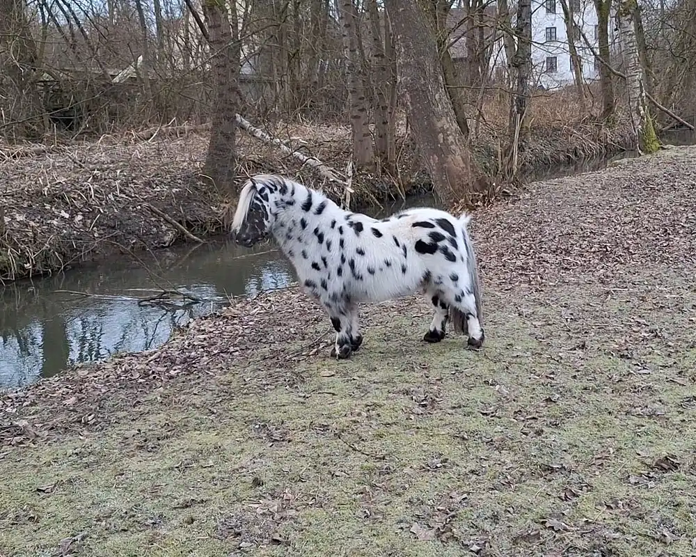 Bayerns Dusty