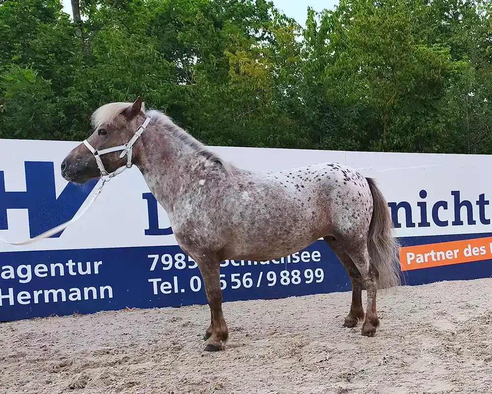 Belis Esmaralda