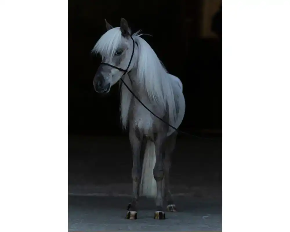 Mystic Dreamer van de Schuurmanhoeve
