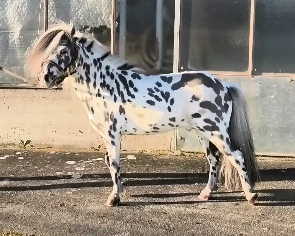 Tjabo van de Rolleman