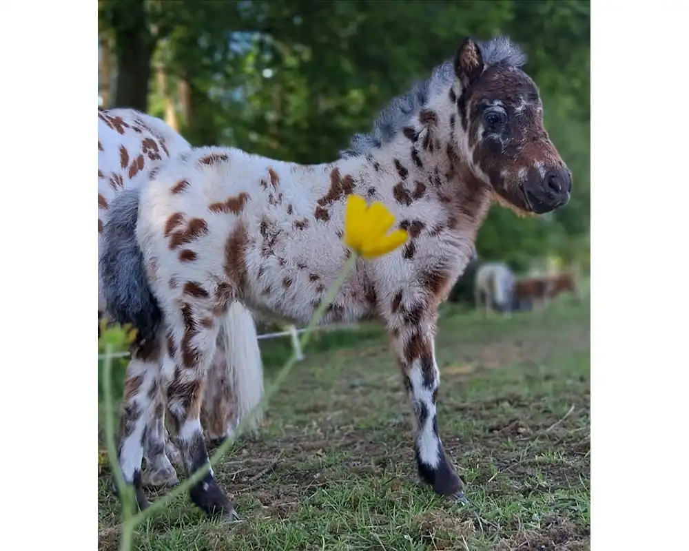 Mühlbächles Domino