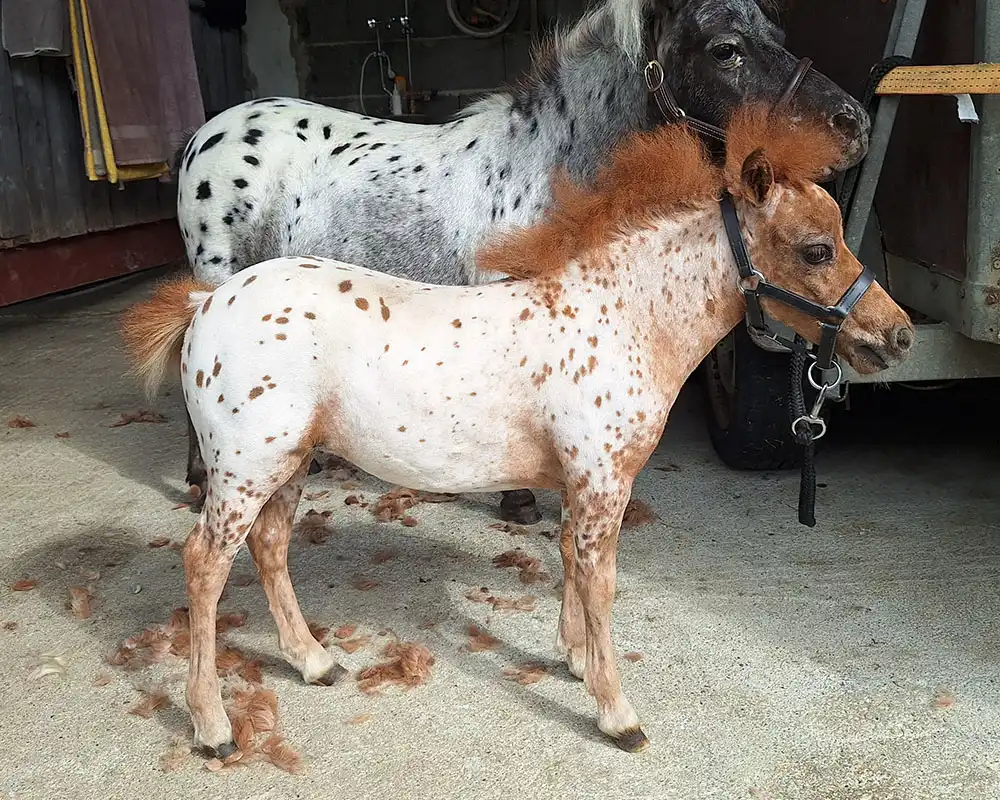 Mühlbächles Dorina