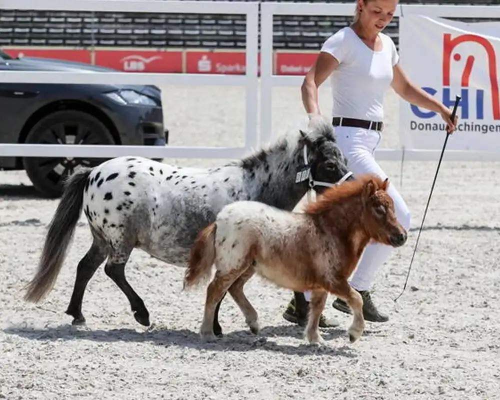 Mühlbächles Dorina