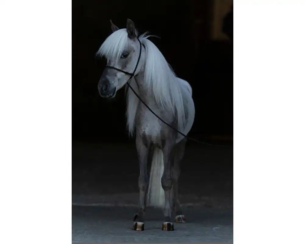 Mystic Dreamer van de Schuurmanhoeve