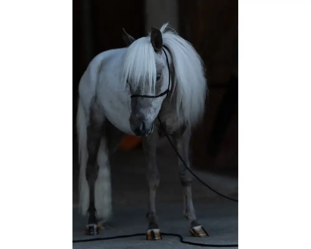 Mystic Dreamer van de Schuurmanhoeve
