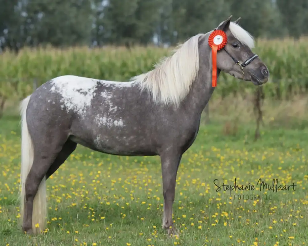 Nacho van de Schuurmanhoeve