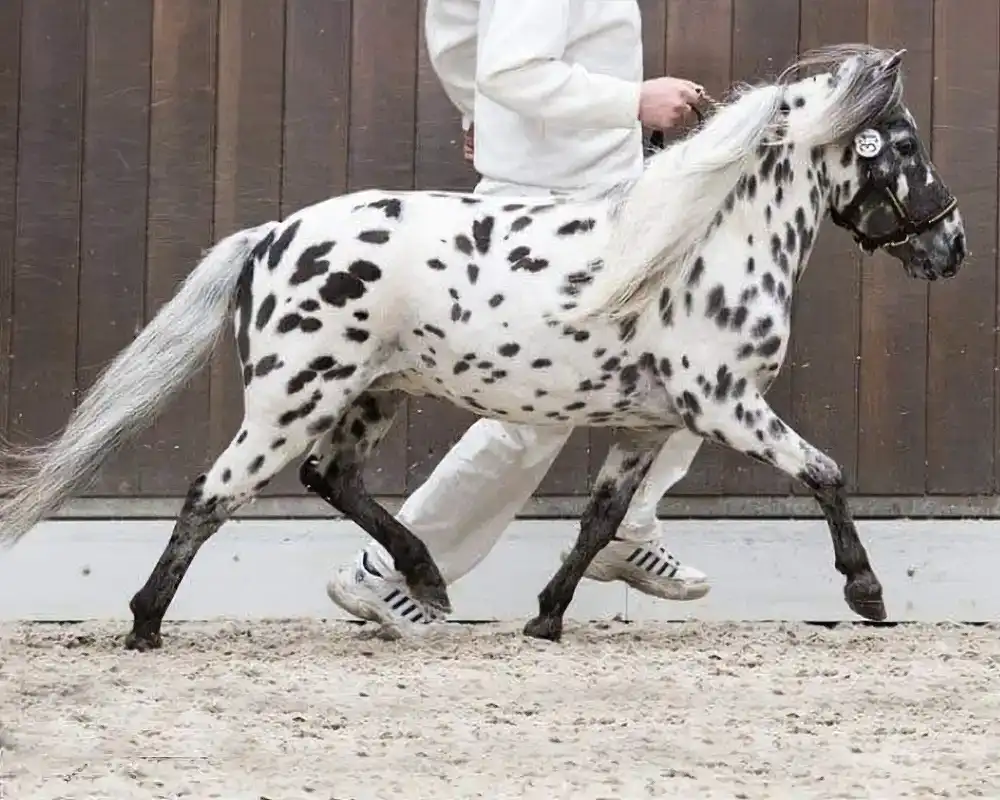 Nacho van de Schuurmanhoeve