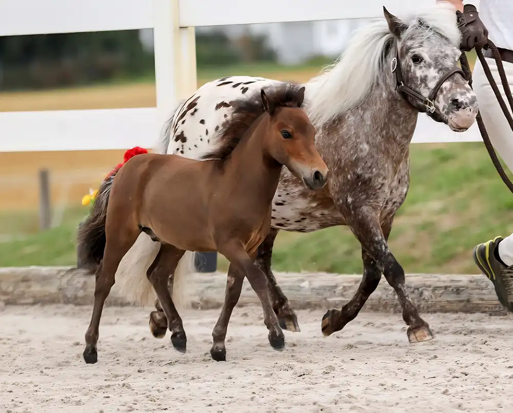 Mühlbächles Bibolino