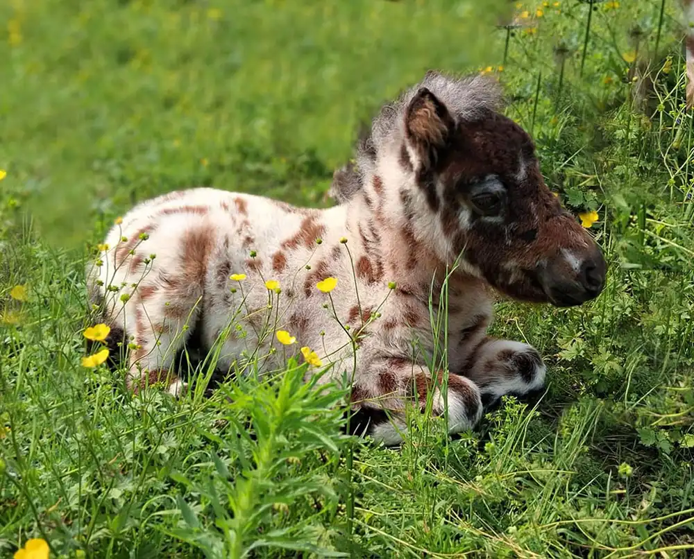 Mühlbächles Domino