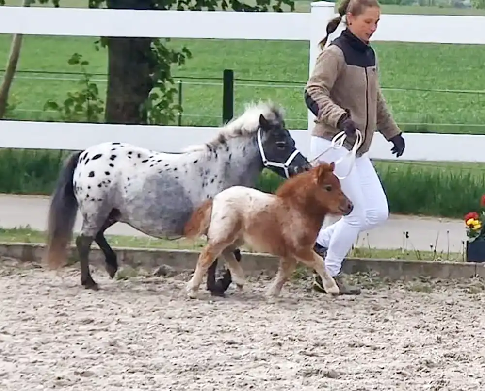 Mühlbächles Dorina