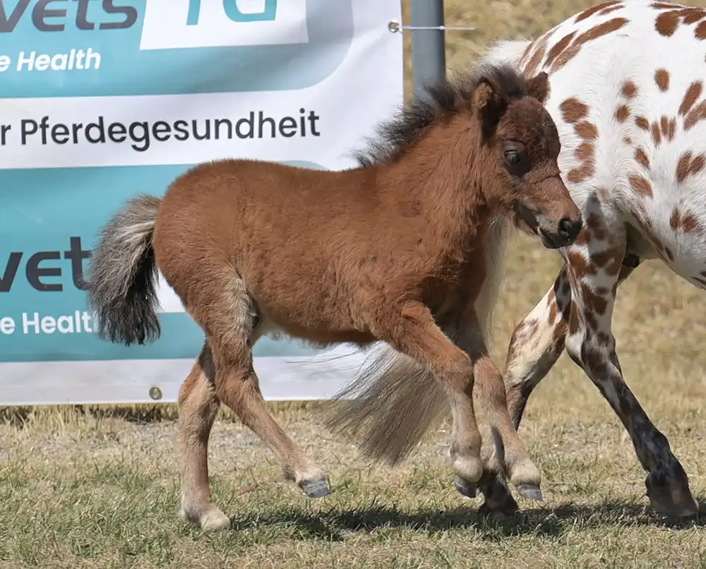 Mühlbächles Sorell