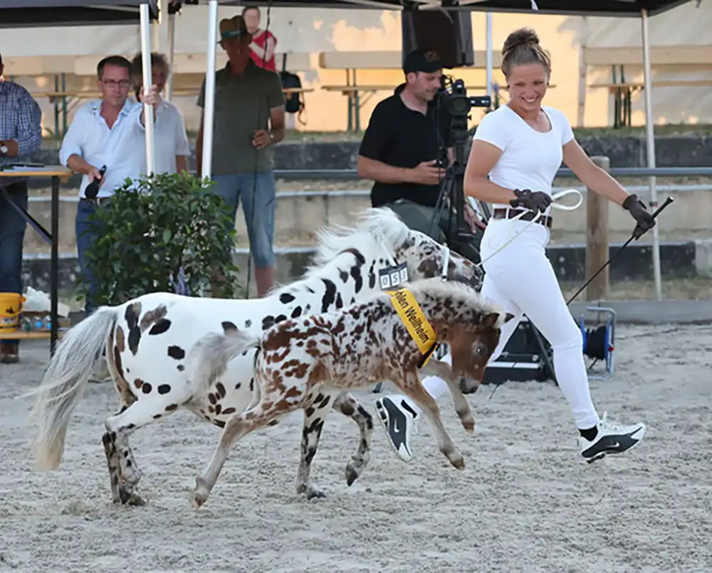 Mühlbächles Tiffany