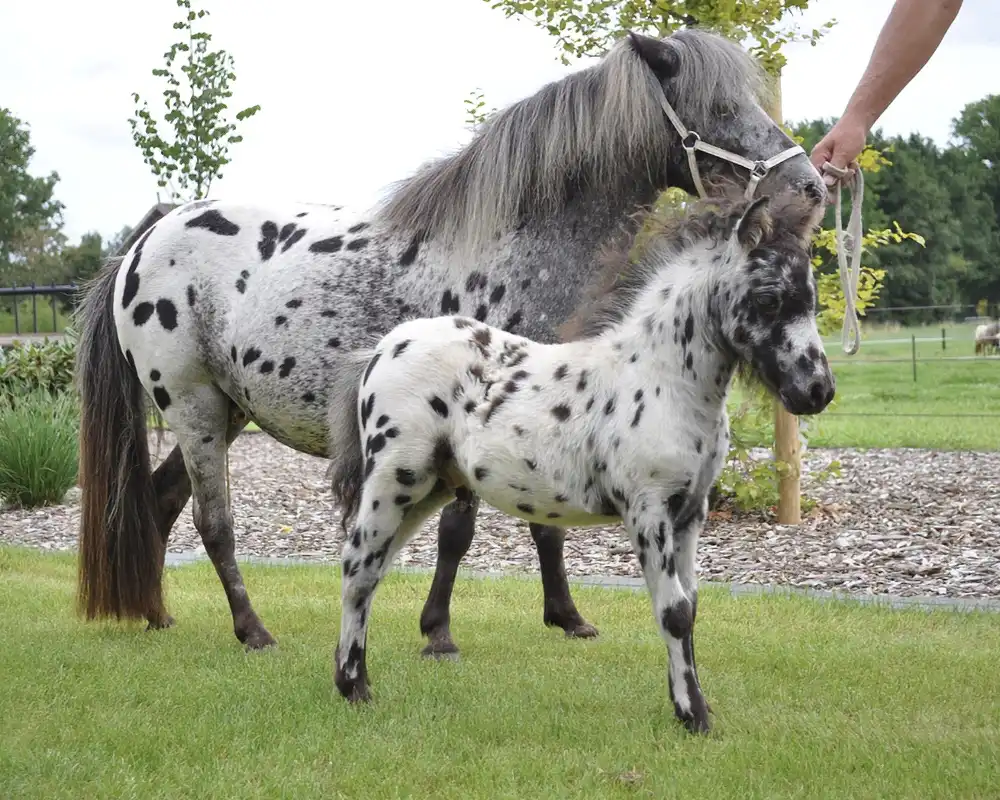 Nirello van de Schuurmanhoeve