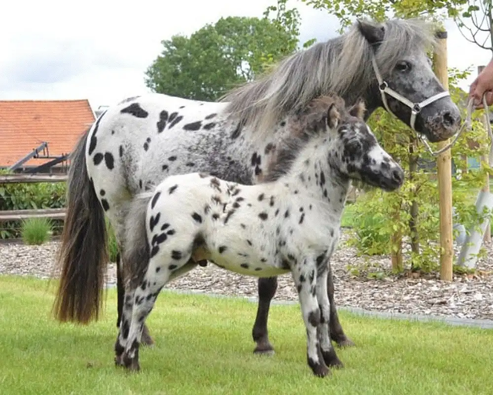 Nirello van de Schuurmanhoeve