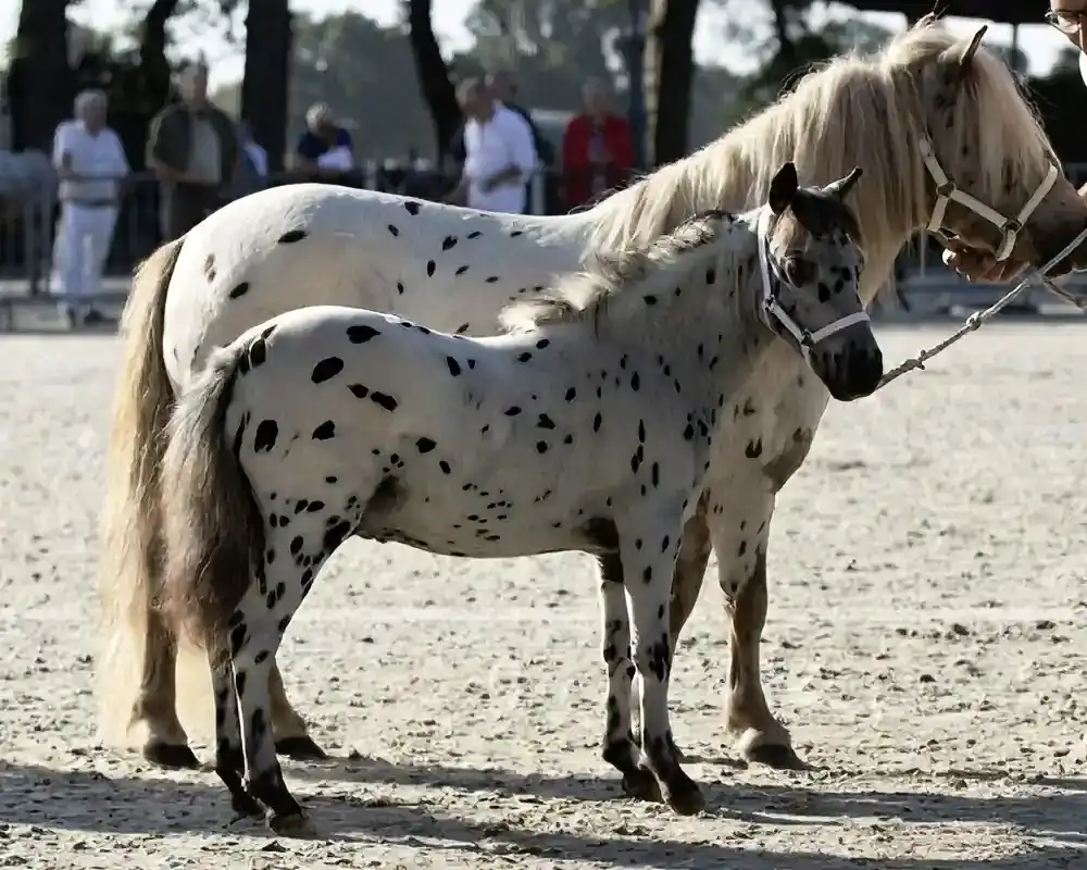 NoJoke van de Poelhof
