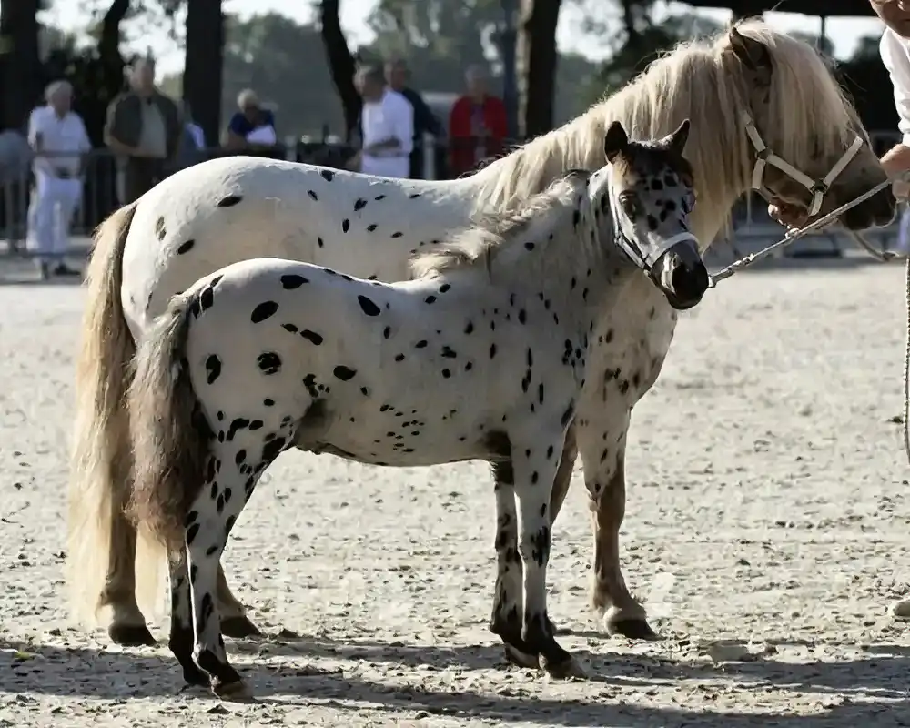 NoJoke van de Poelhof
