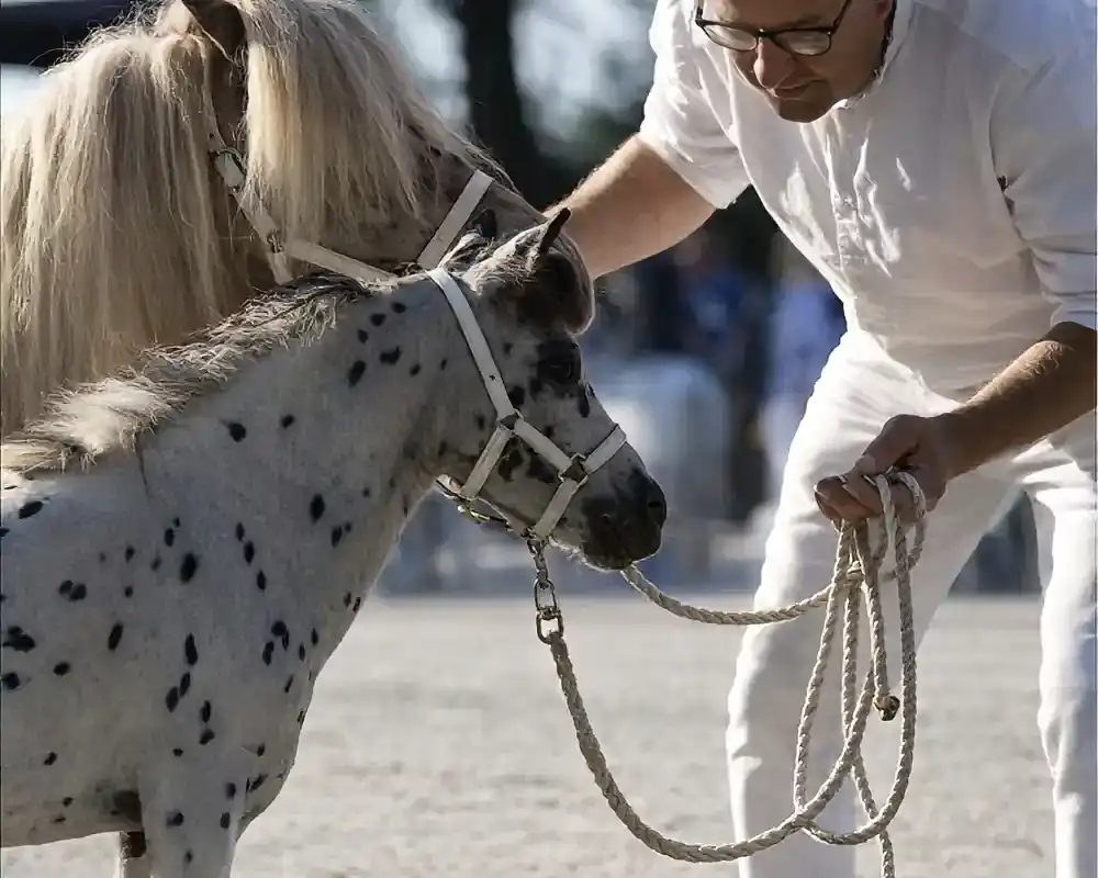 NoJoke van de Poelhof