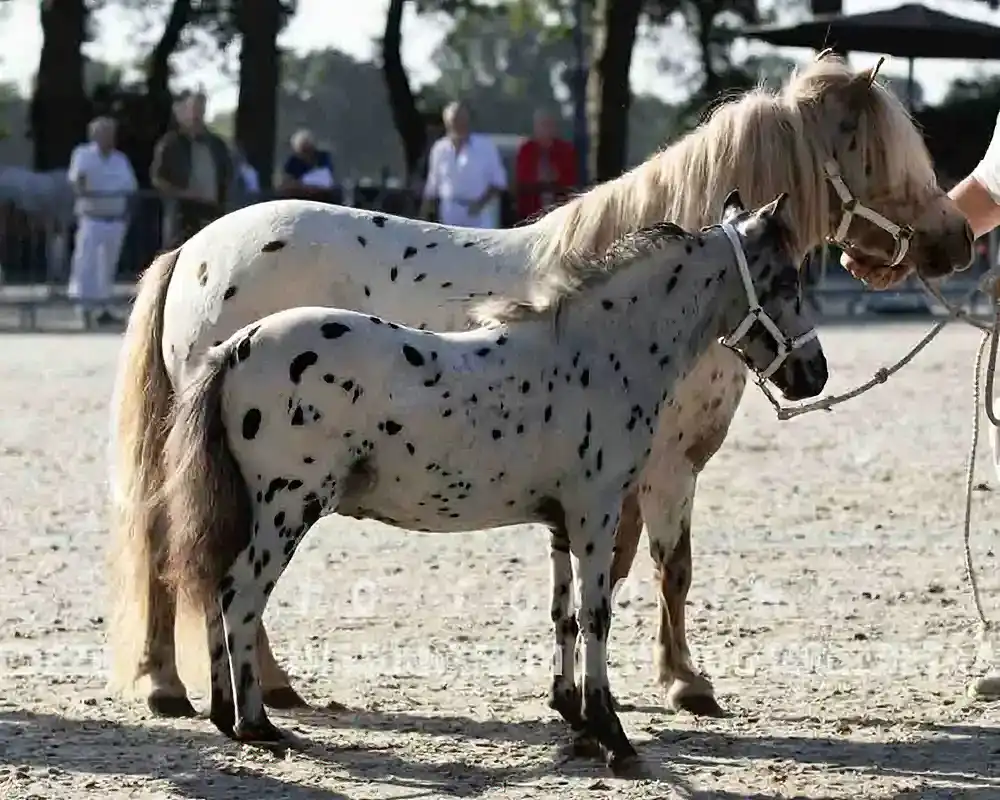 NoJoke van de Poelhof