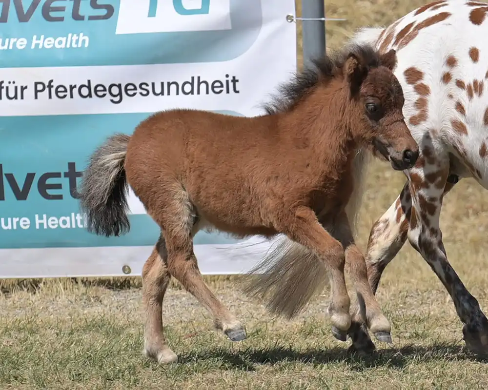 Mühlbächles Sorell