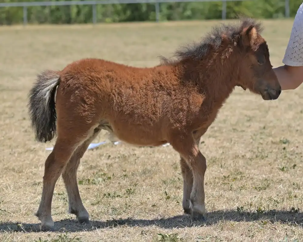 Mühlbächles Sorell