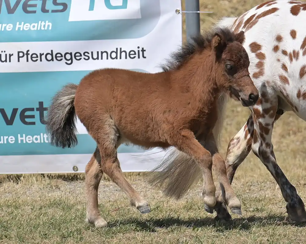 Nachzucht Sorell