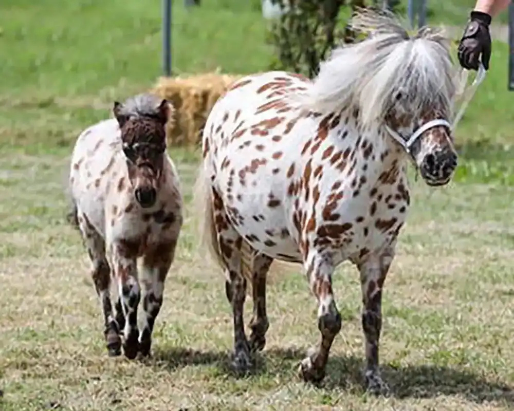 Sylvie van Stal`t Hofke