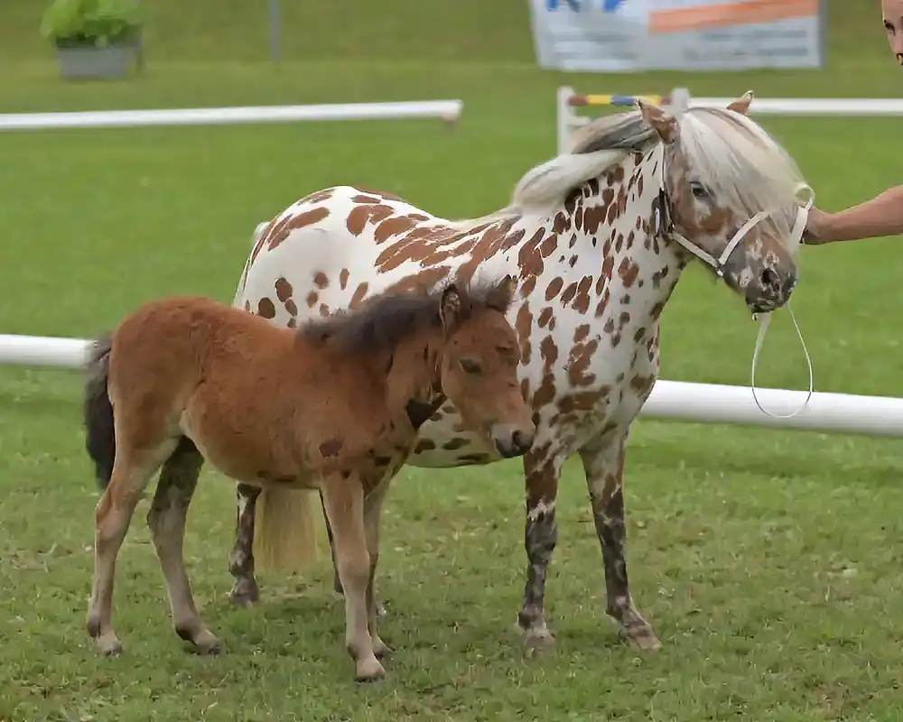 Sylvie van Stal`t Hofke