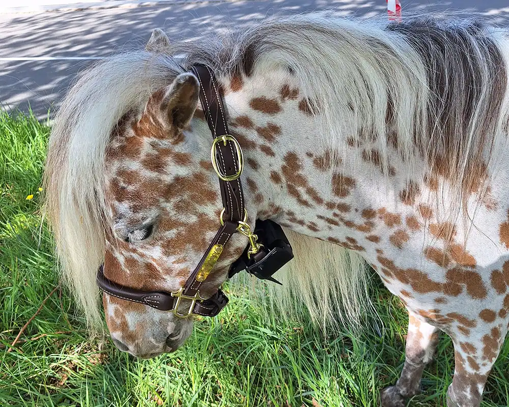 Sylvie van Stal`t Hofke