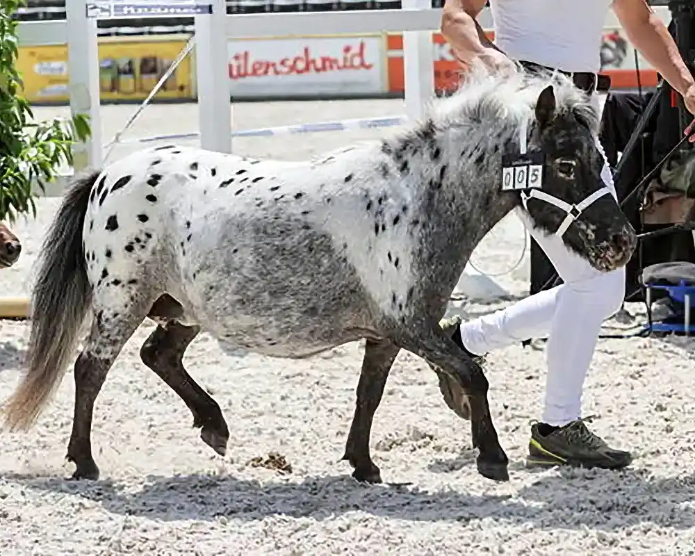 Teuntje van de Bergerhook