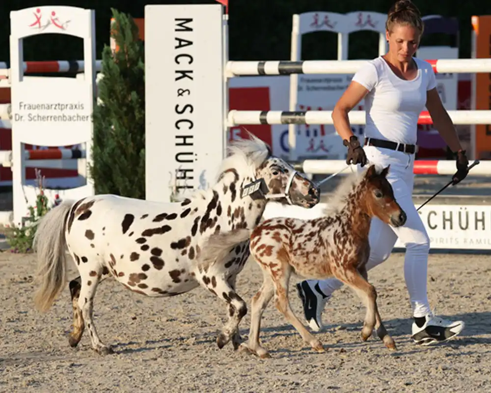 Mühlbächles Tiffany