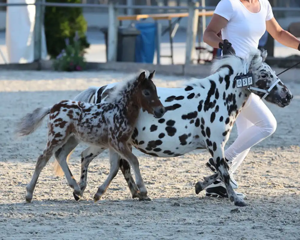 Mühlbächles Tiffany