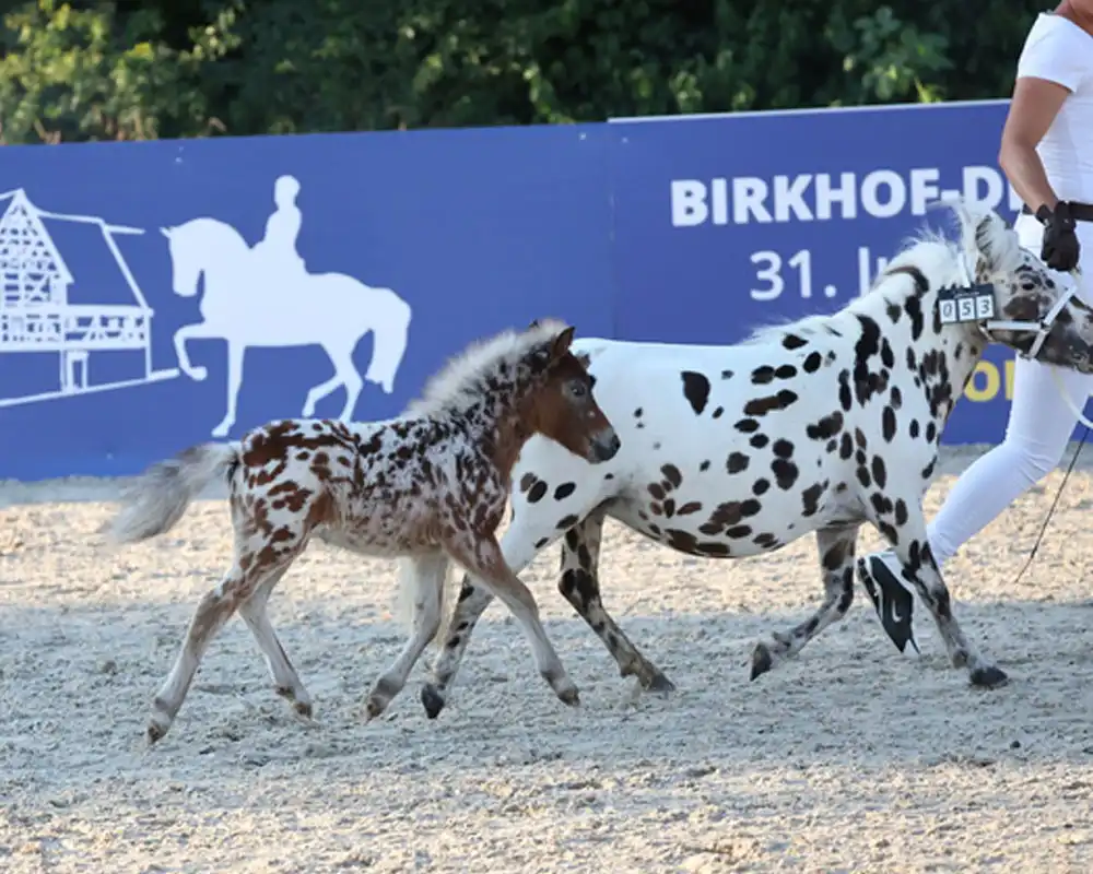 Mühlbächles Tiffany