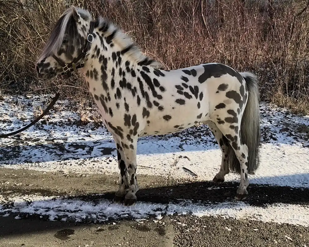 Tjabo van de Rolleman