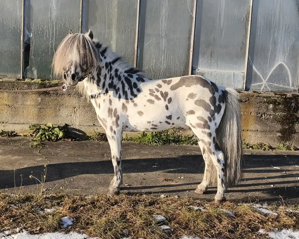 Tjabo van de Rolleman