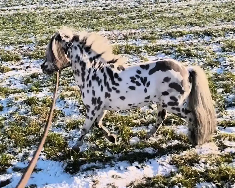 Tjabo van de Rolleman