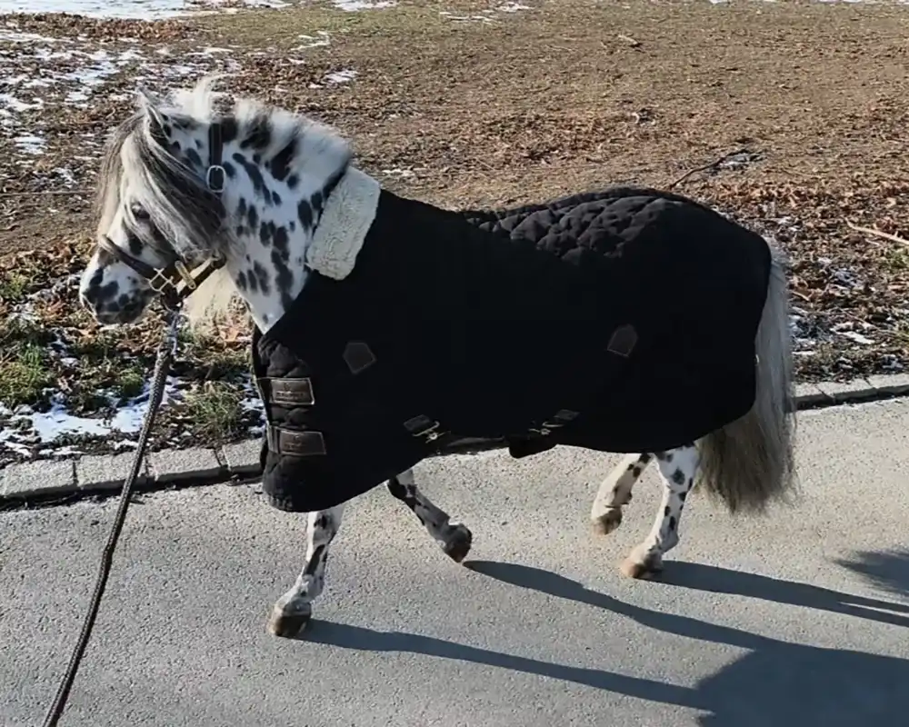 Tjabo van de Rolleman