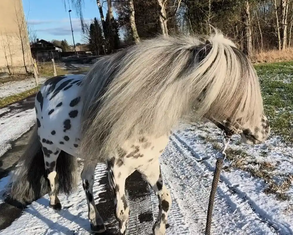 Tjabo van de Rolleman