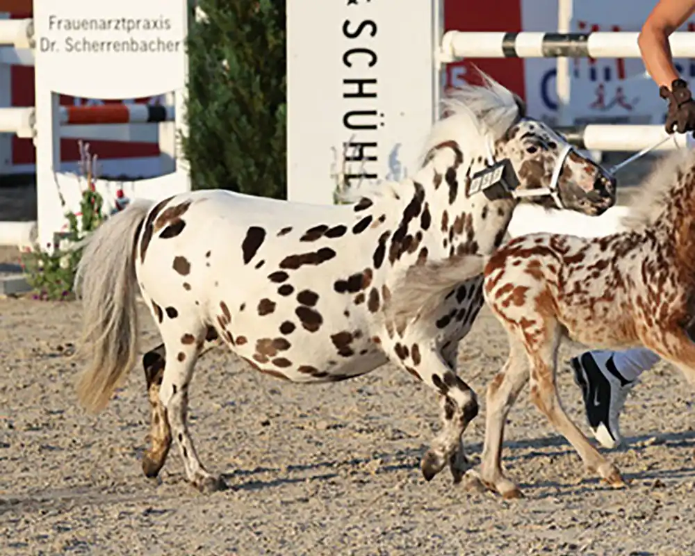 Yolanthe van Stal`t Hofke